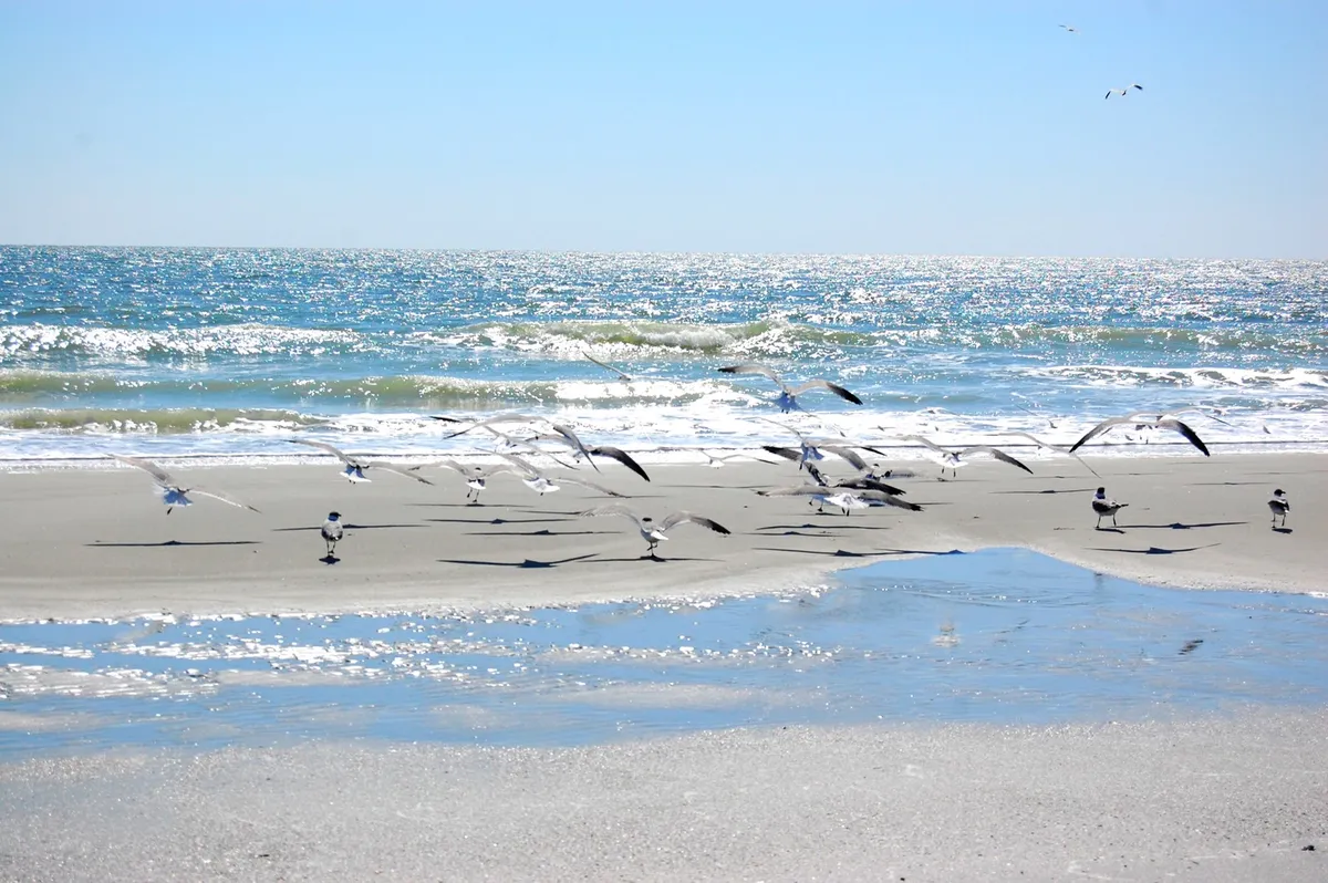 A tranquil beach scene with a flock of seagulls gliding above gentle waves, sunlight reflecting off the wet sand, and the endless horizon inviting visitors for a relaxing stroll. The shoreline feels peaceful and welcoming, encapsulating the essence of a beach getaway.
